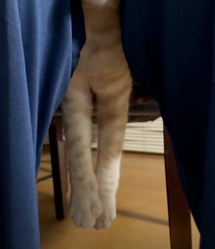 宙に浮く猫