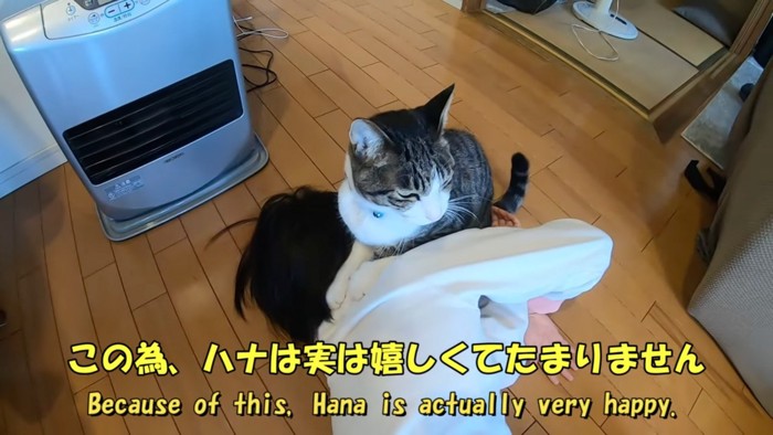 乗る猫