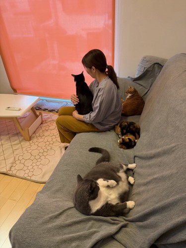 飼い主に抱っこされた猫とくつろぐ3匹の猫