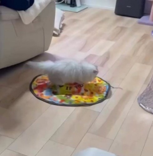 自動猫じゃらしに乗るミヌエット