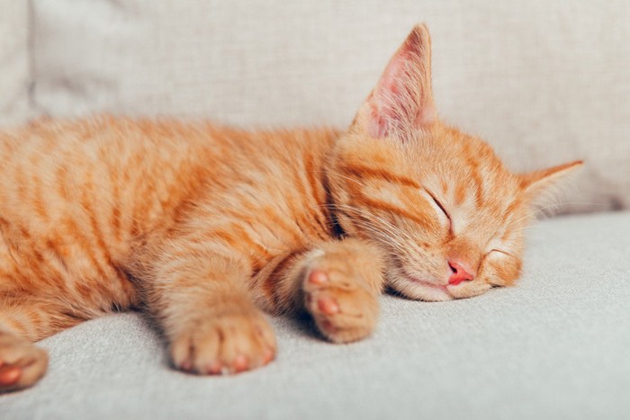 ソファーで眠る子猫