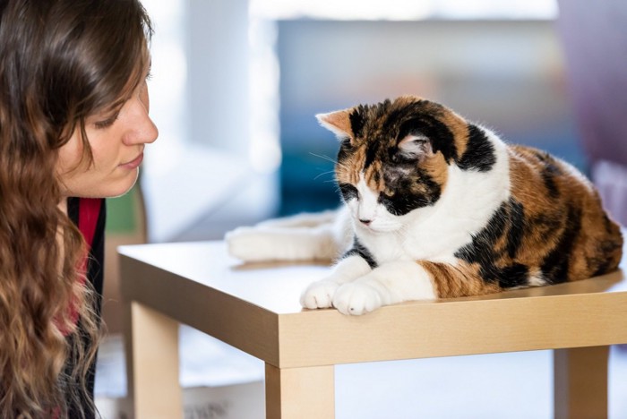 猫に話しかける女性