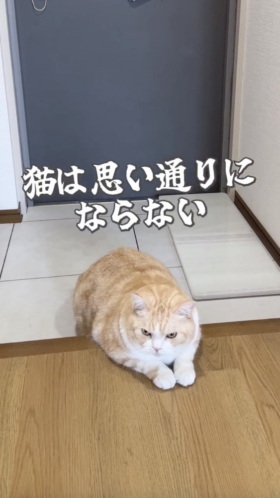 大理石には興味を示さなくなった猫