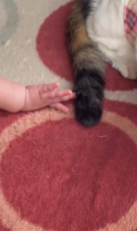 猫の尻尾と赤ちゃんの手のアップ