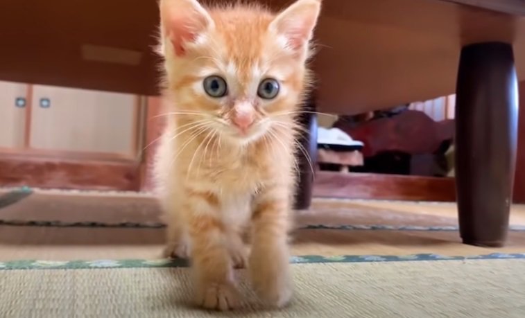 立ってカメラを見つめる子猫