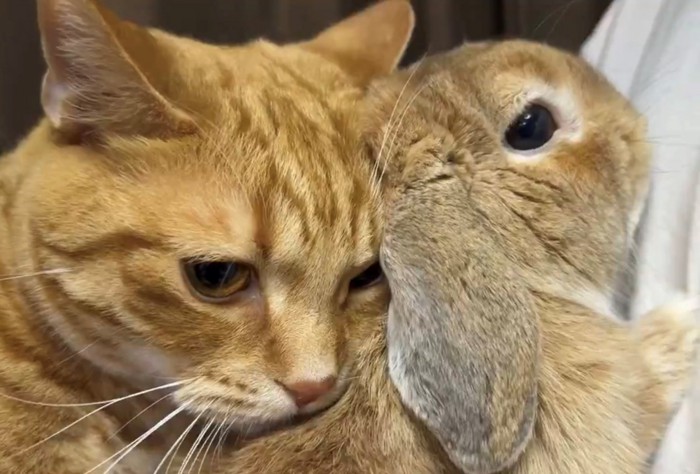 愛おしそうな表情でうさぎの背中にくっつく猫