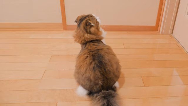 ドアを見上げる猫