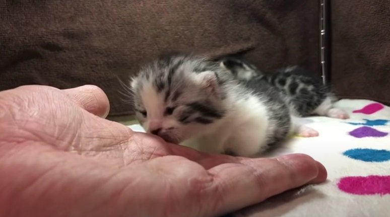 飼い主さんの手を見る子猫