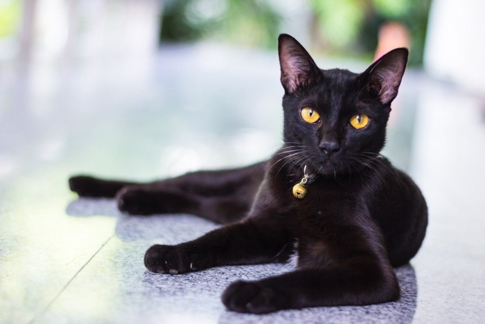 カメラ目線の黒猫