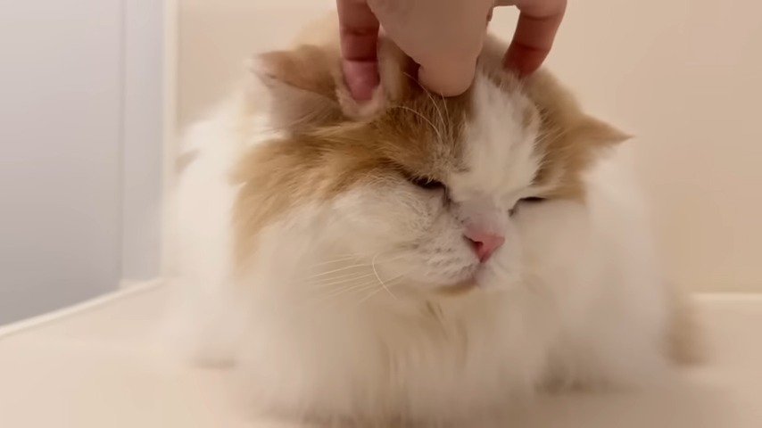 頭を撫でられる猫アップ