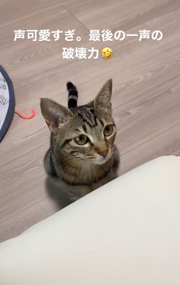 戸惑う猫