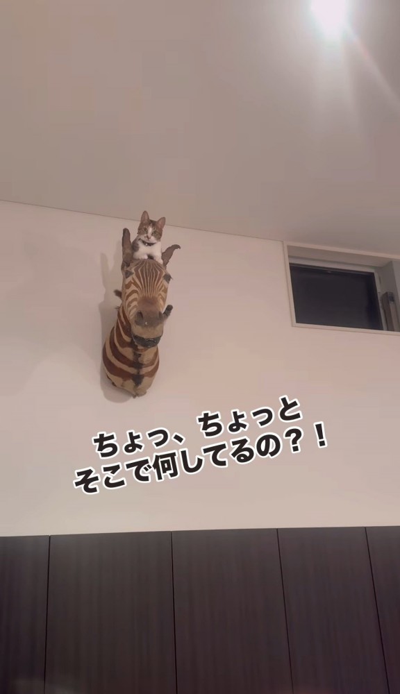 シマウマのオブジェから見下ろす猫2