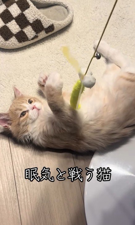 遊んでいる猫