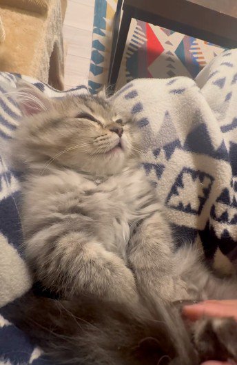 人にマッサージされている猫