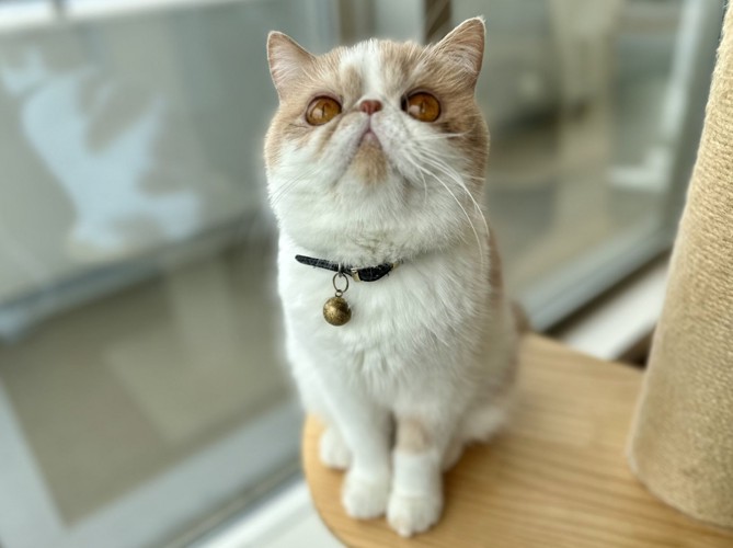 こちらを見て座る猫