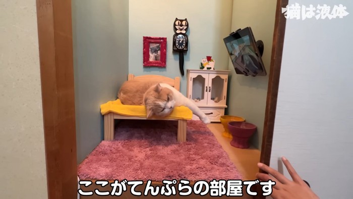 押入れを開ける人の手と中にいる猫