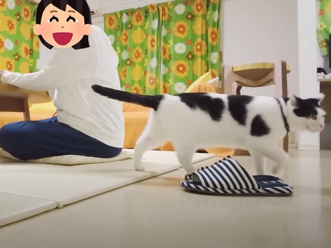 去っていく猫