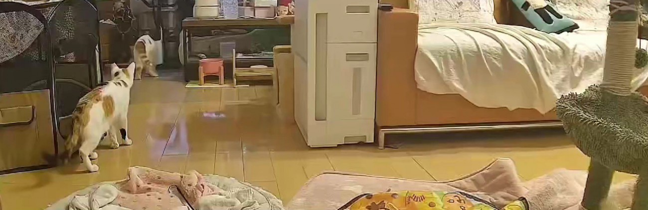 キッチンにいる猫たち