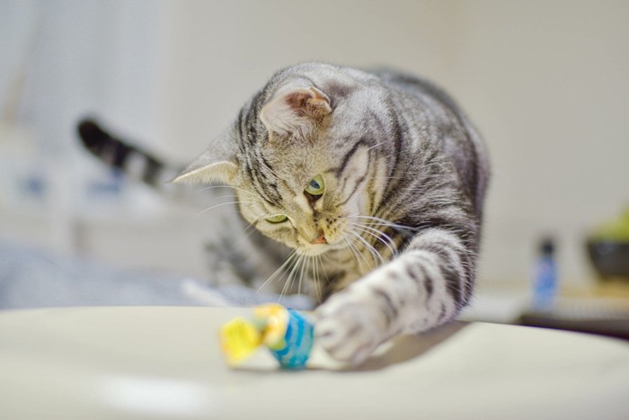 キャンディーに手を出す猫