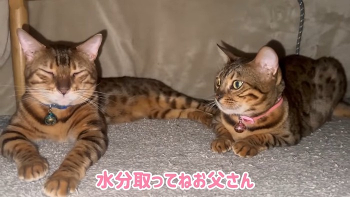 寝ている猫とピンクの首輪の猫