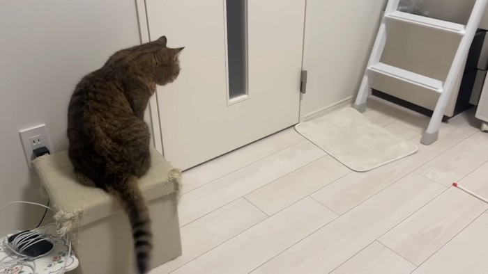 諦めない猫