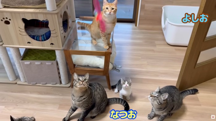 テロップ「よしお なつお」