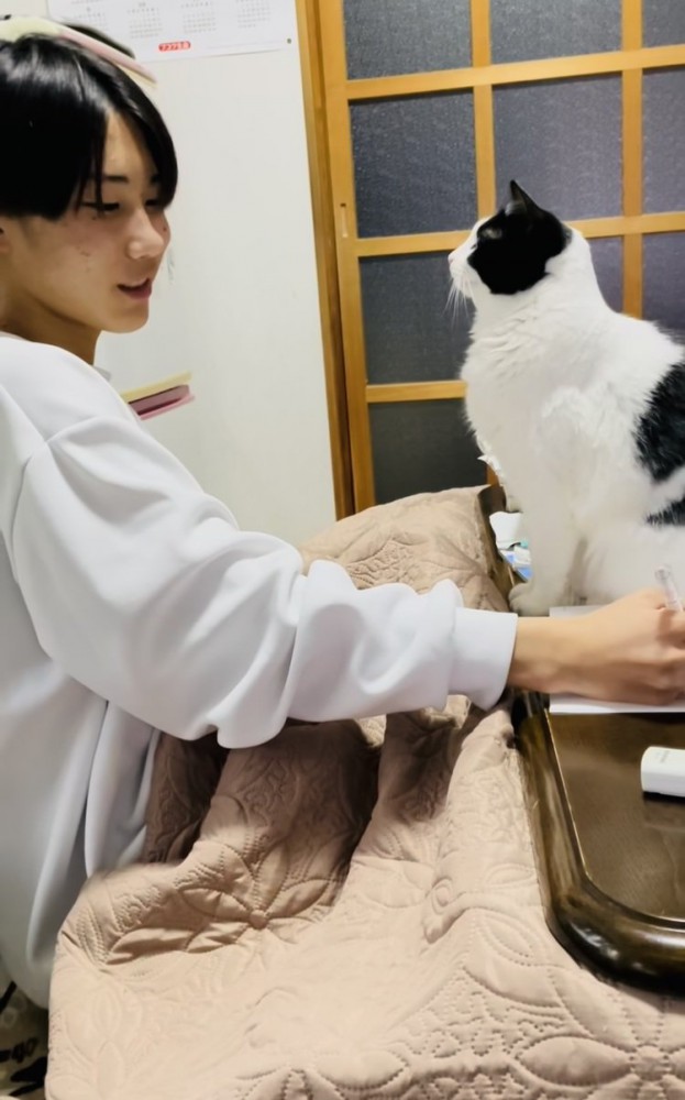 机に乗るハチワレ猫に話しかけるお兄ちゃん