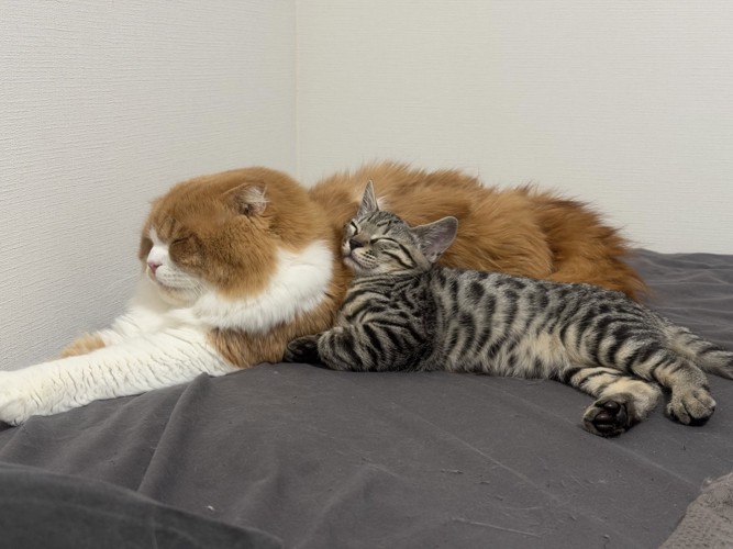 寄り添う成猫と子猫