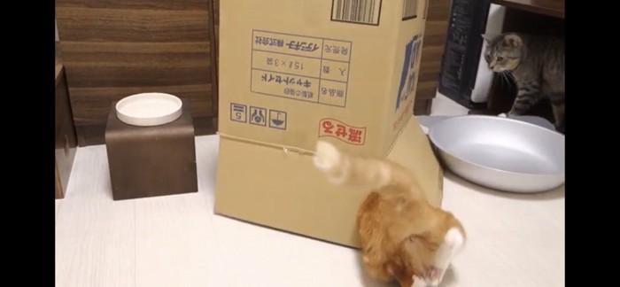 ダンボールに入る猫