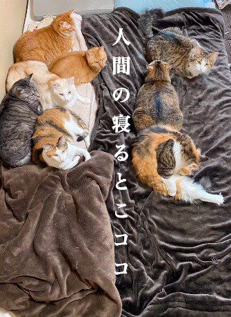 布団の左右に固まって眠る猫たち