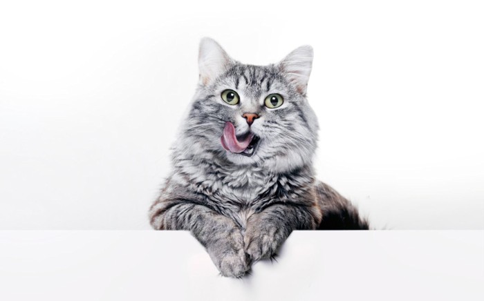口の周りを舐めている猫