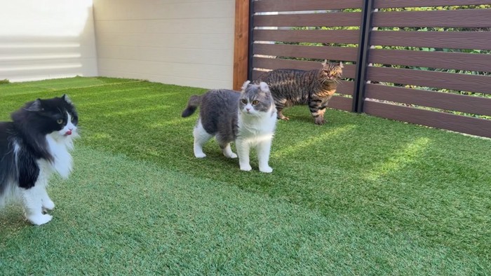 庭で遊ぶ猫