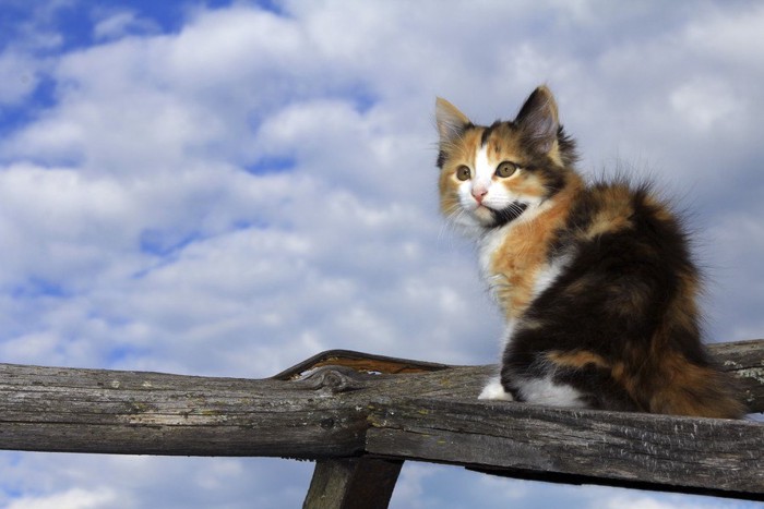 高いところにいる猫