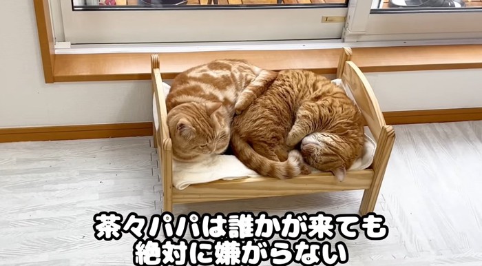 ベッドで眠る猫