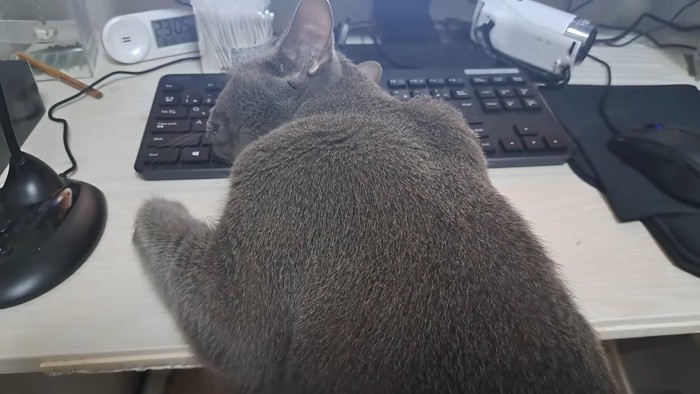 後ろから見て