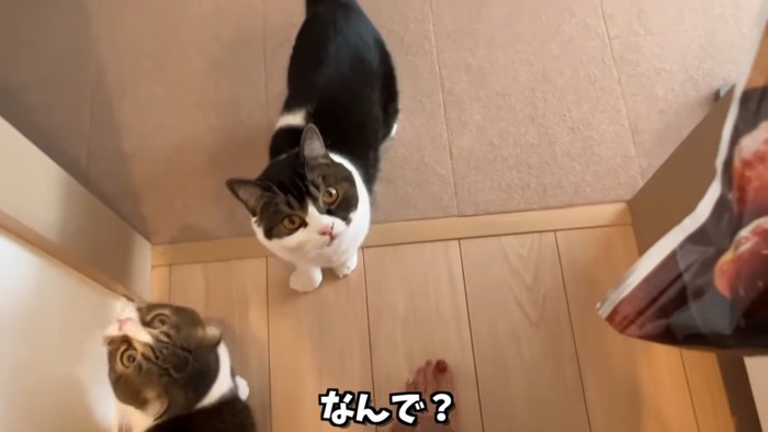 見上げる猫