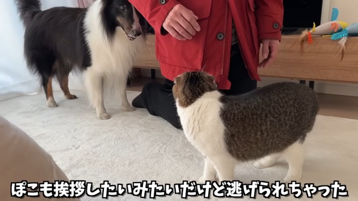 猫の後ろ姿と人の後ろに隠れる犬