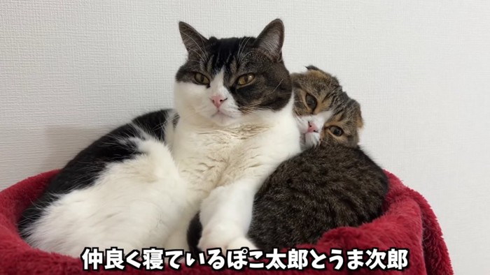 寄り添う2匹の猫