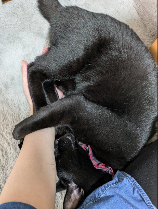 人の腕に抱きついている猫