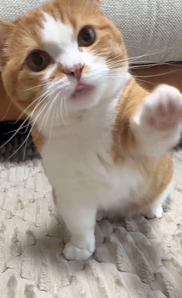 おかわりをしている猫