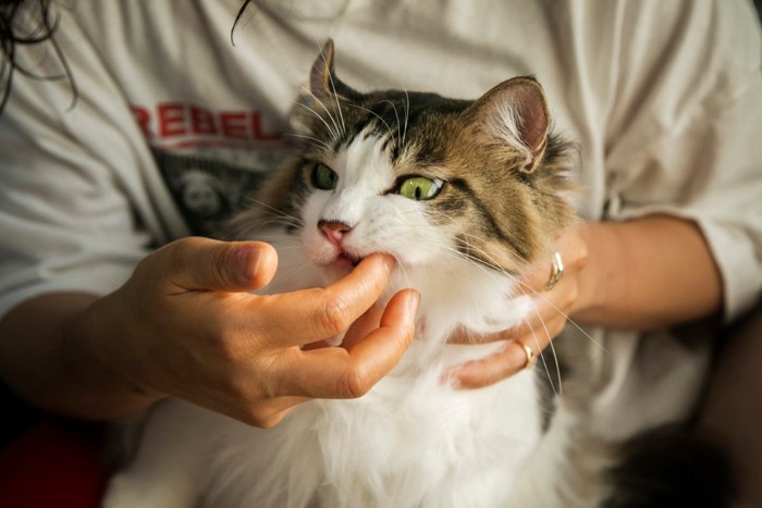 指で歯磨きされる猫