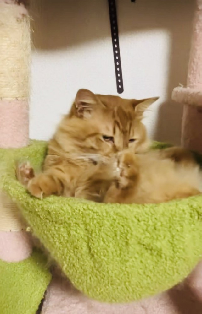 キャットタワーのハンモックでグルーミングする猫