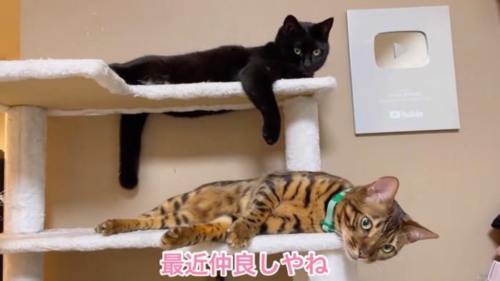 キャットタワーで寝る2匹の猫