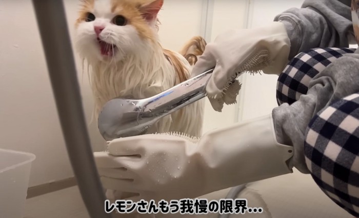 口を開けて怒る猫