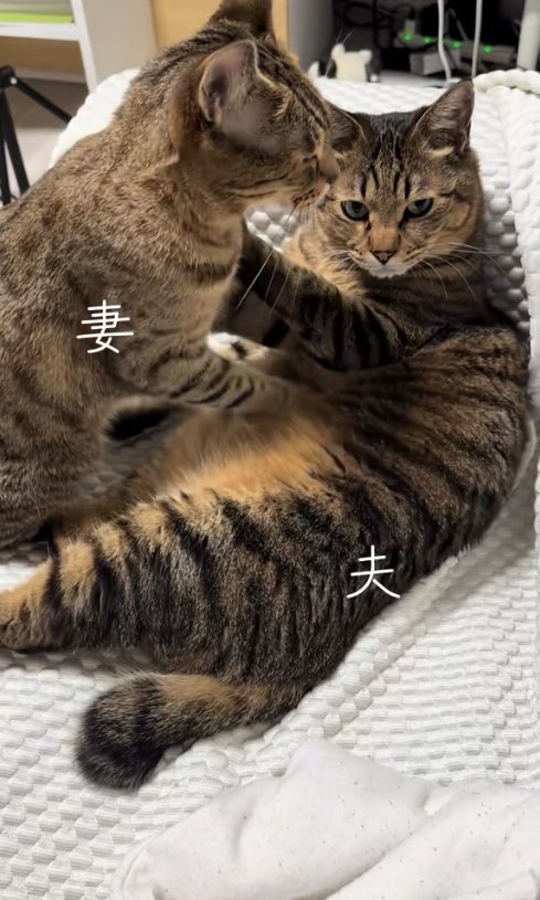 白いソファの上でキジトラのお腹をふみふみしている猫