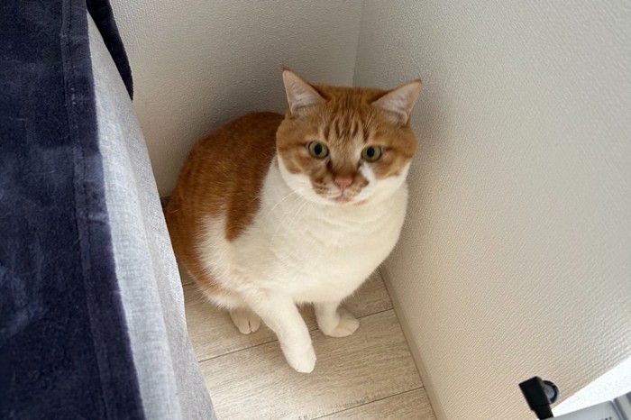 部屋の隅にいる猫