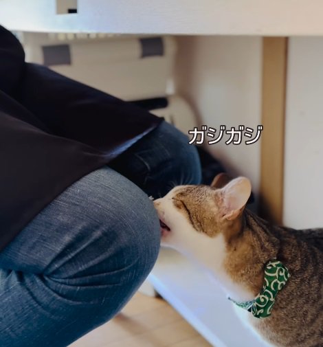 膝に噛みつく猫（画像内ガシガシ）