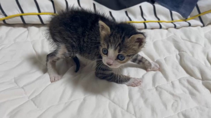 立っている子猫