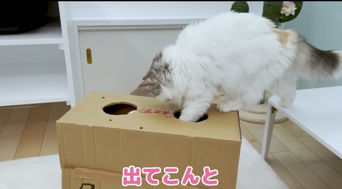 前足を伸ばす猫