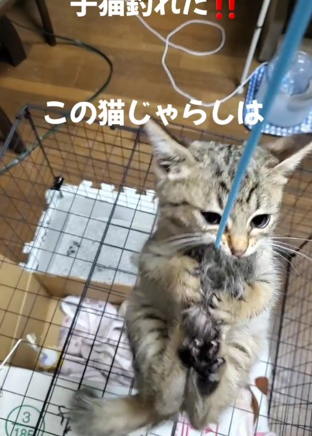 釣られて上がっていく小町ちゃん